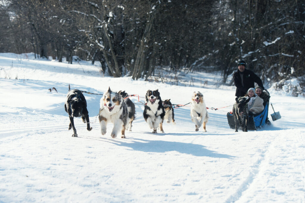 Dog sledding through the snowy landscape around St Martin de Belleville